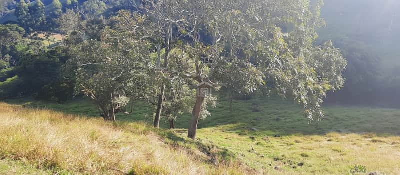 Área externa ensolarada com gramado, árvores e casa de passarinho. Paisagem natural e tranquila.