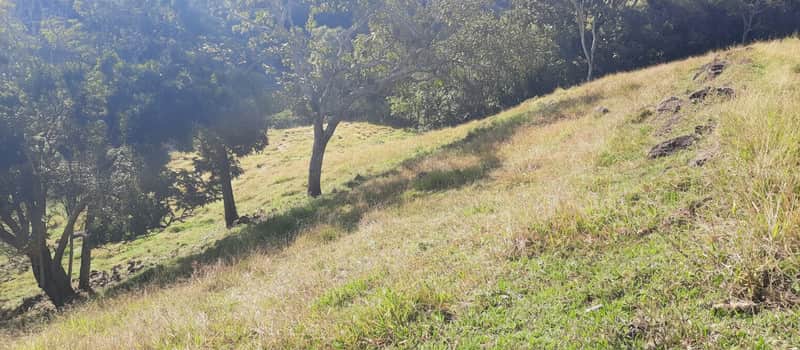 Área externa ensolarada com gramado, árvores e pedras. Terreno inclinado com vegetação rústica.