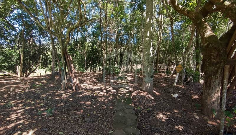 Área externa arborizada com caminho de pedras. Sombras das árvores no chão de terra batida. Vegetação densa.