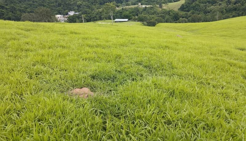 Campo verdejante com grama alta e vegetação ao fundo. Cenário rural tranquilo e natural.