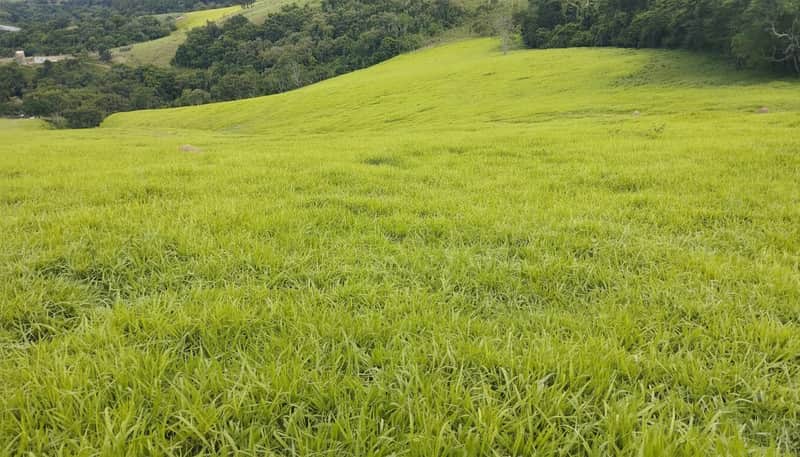 Área externa com gramado verde extenso. Campo aberto com vegetação e colinas ao fundo.
