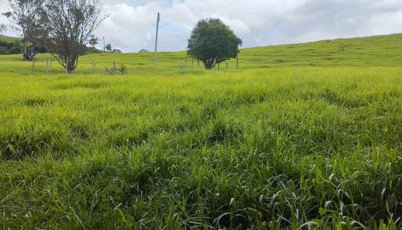 Paisagem rural com gramado verde, árvores e cerca. Cenário campestre tranquilo e natural.