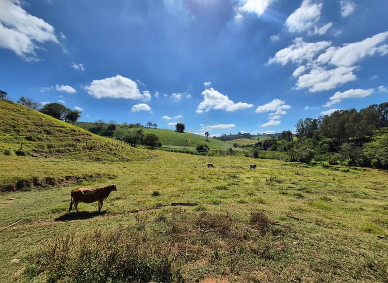 Paisagem rural ensolarada com pasto verde, gado e colinas. Céu azul com nuvens brancas.