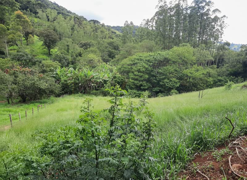 Área externa verde com gramado, árvores e vegetação densa. Paisagem natural exuberante e cerca de madeira.