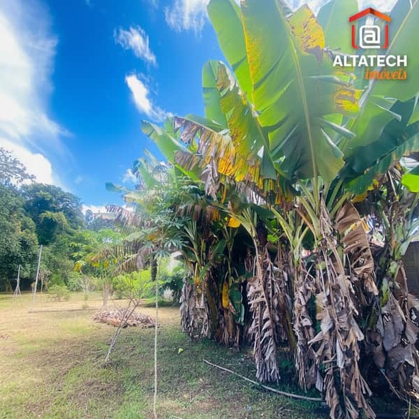 Área externa ensolarada com bananeiras exuberantes e gramado verde. Céu azul vibrante.